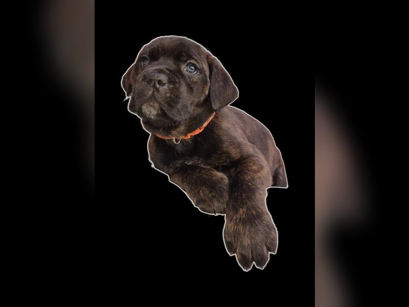 Welpen Cane Corso / Labrador Corso