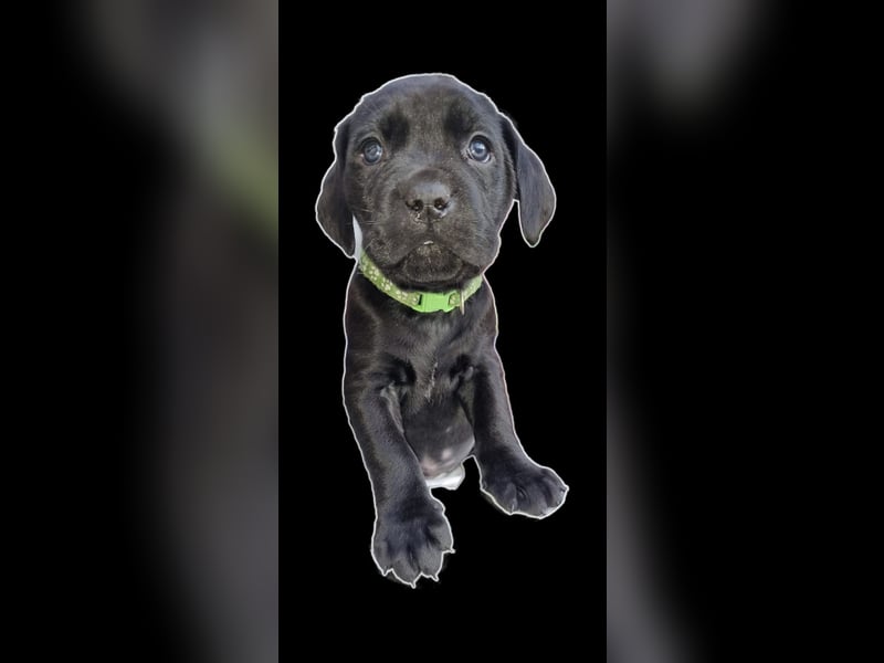 Welpen Cane Corso / Labrador Corso