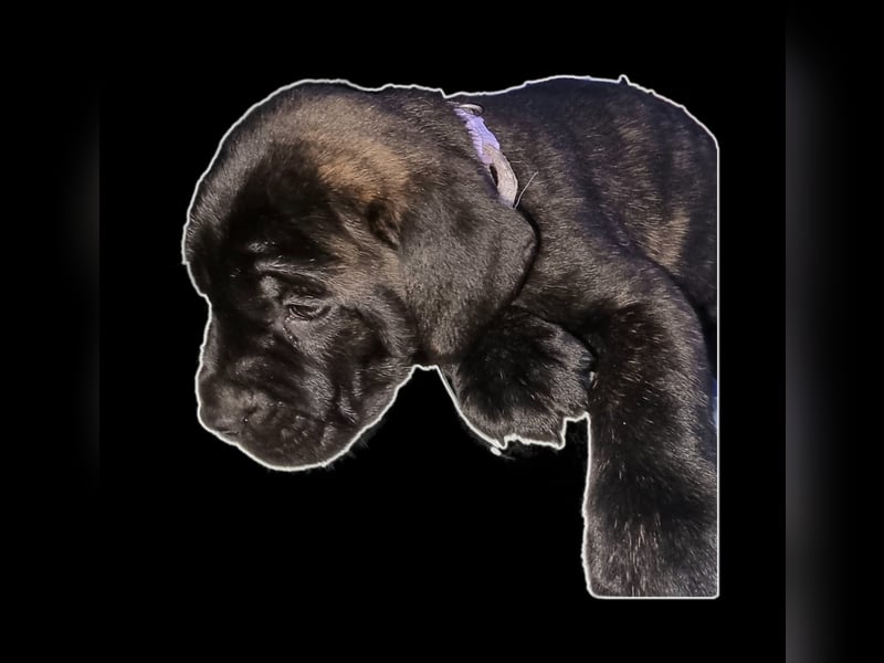 Welpen Cane Corso / Labrador Corso