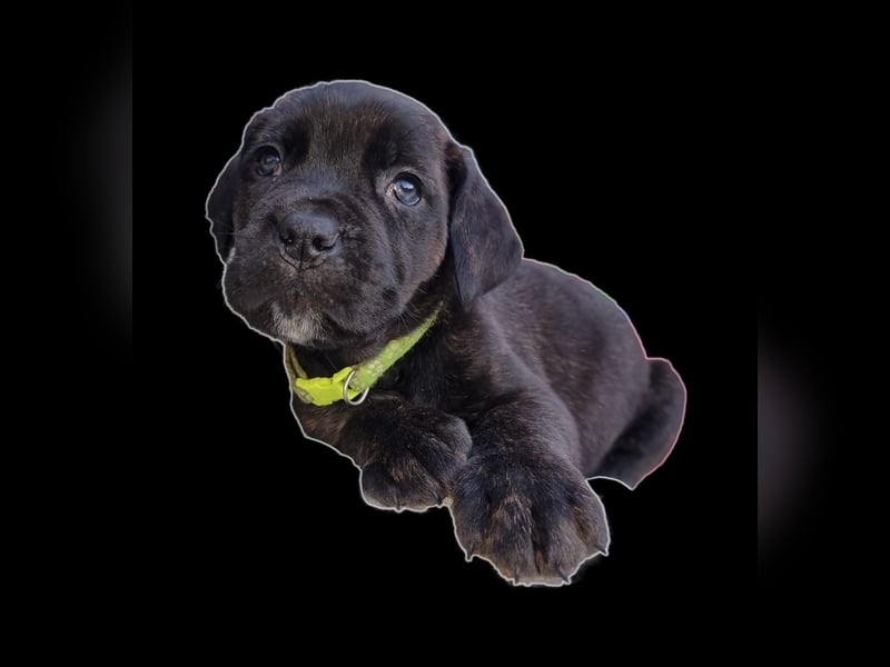 Welpen Cane Corso / Labrador Corso