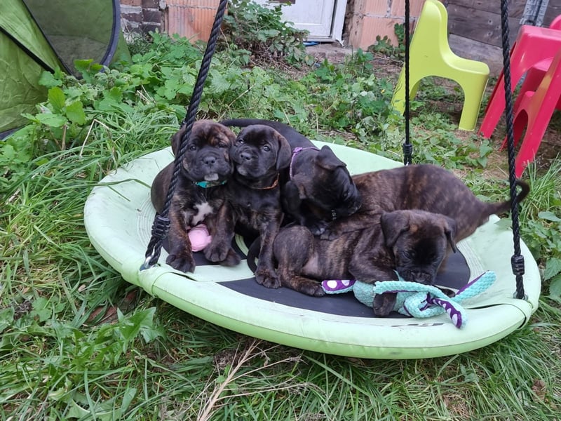 Welpen Cane Corso / Labrador Corso