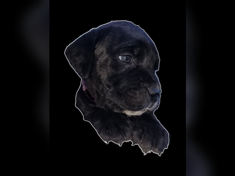 Welpen Cane Corso / Labrador Corso