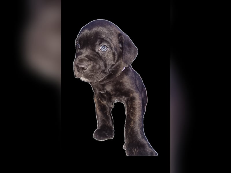 Welpen Cane Corso / Labrador Corso