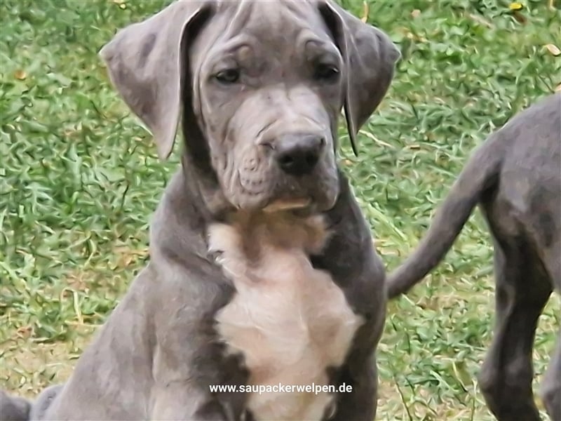 Cane Corso Italiano Saupacker