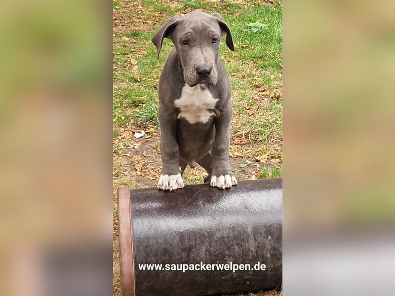 Cane Corso Italiano Saupacker