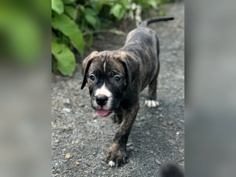 Cane Corso - Mix Welpen