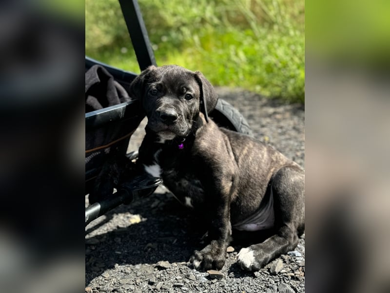 Cane Corso - Mix Welpen