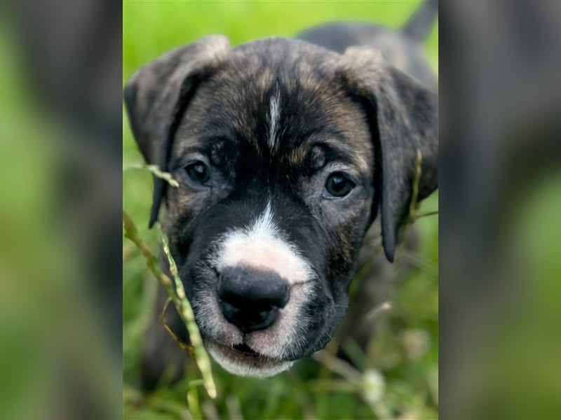 Cane Corso - Mix Welpen