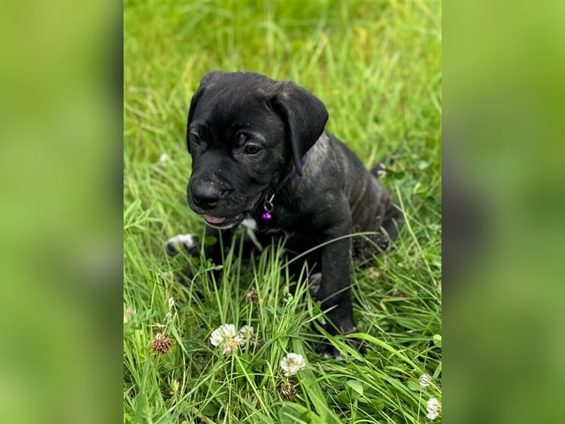 Cane Corso - Mix Welpen