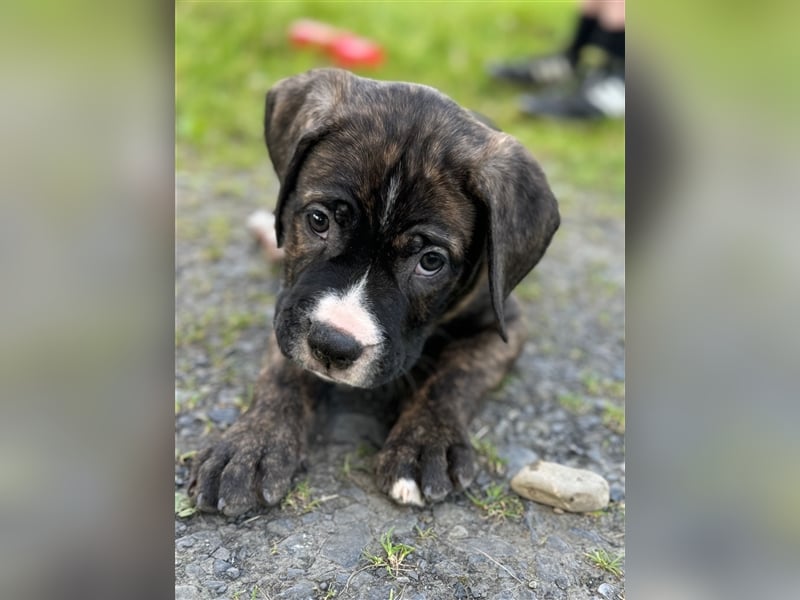 Cane Corso - Mix Welpen