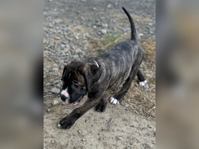 Cane Corso - Mix Welpen