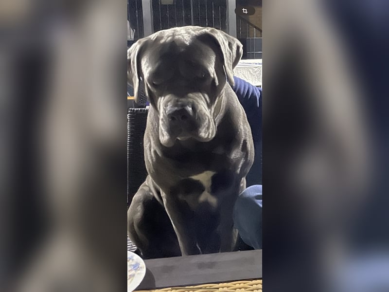 Cane Corso Welpen FCI Ahnentafel