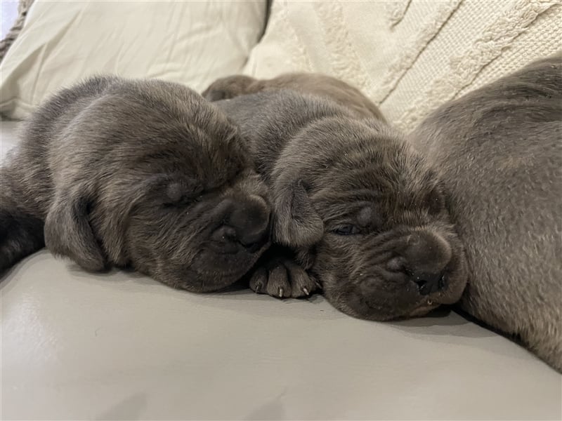 Cane Corso Welpen FCI Ahnentafel