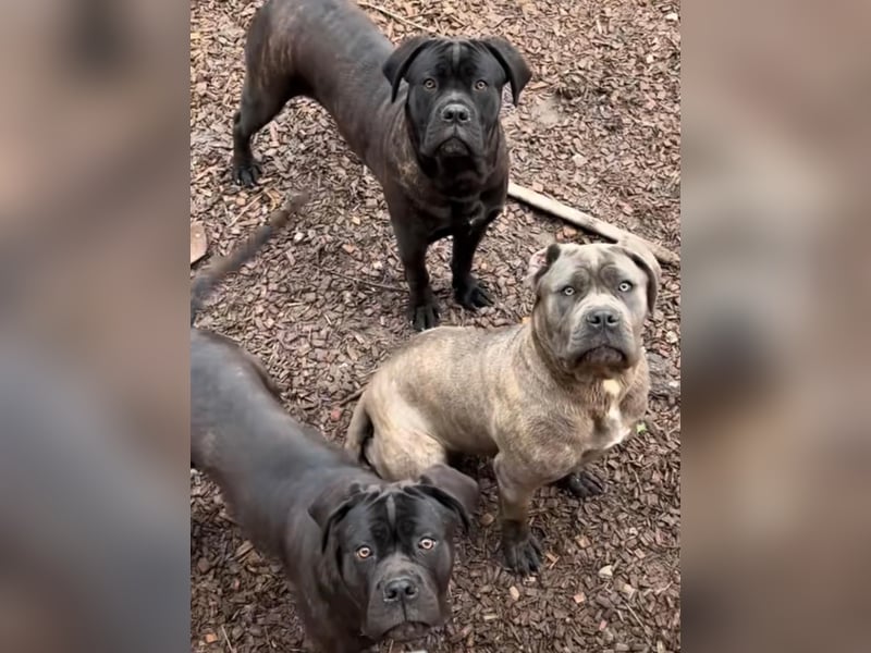 Italienisches Blut-Reinrassige Cane Corso Welpen aus bester Linie!