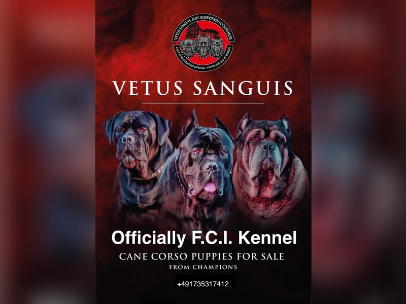 Italienisches Blut-Reinrassige Cane Corso Welpen aus bester Linie!