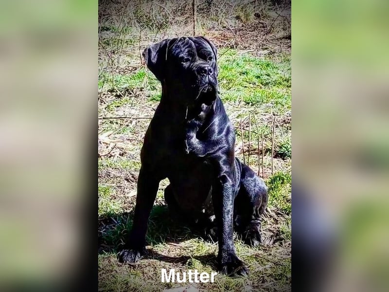 Italienisches Blut-Reinrassige Cane Corso Welpen aus bester Linie!