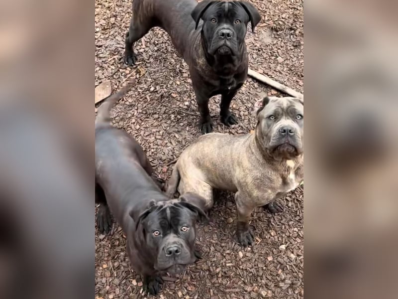 Italienisches Blut-Reinrassige Cane Corso Welpen aus bester Linie!