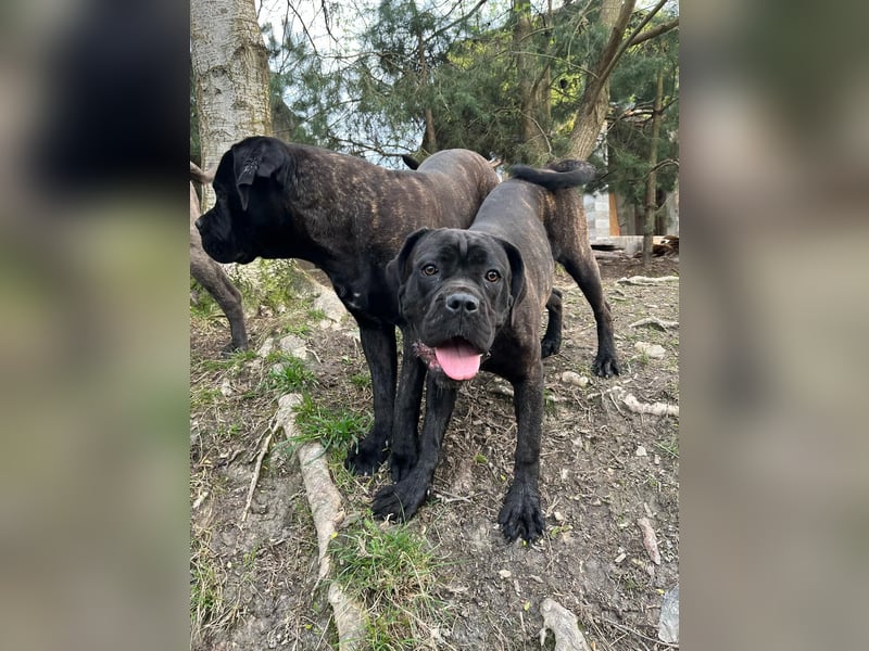 Italienisches Blut-Reinrassige Cane Corso Welpen aus bester Linie!