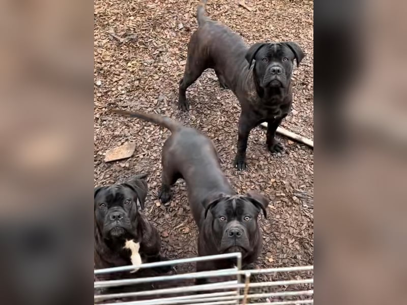 Italienisches Blut-Reinrassige Cane Corso Welpen aus bester Linie!