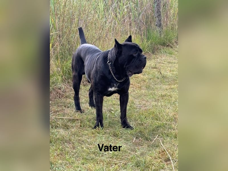 Italienisches Blut-Reinrassige Cane Corso Welpen aus bester Linie!