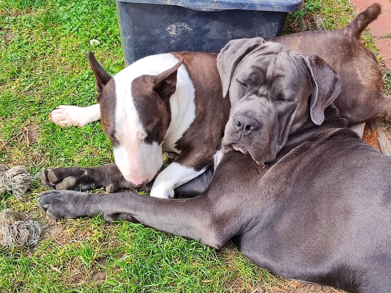 Cane Corso Rüde kastriert sucht Traumplatz