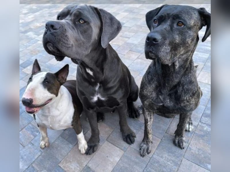 Cane Corso Rüde kastriert sucht Traumplatz