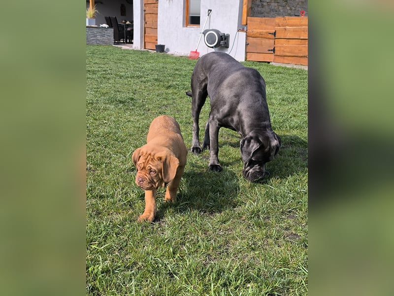 Cane Corso Rüde kastriert sucht Traumplatz
