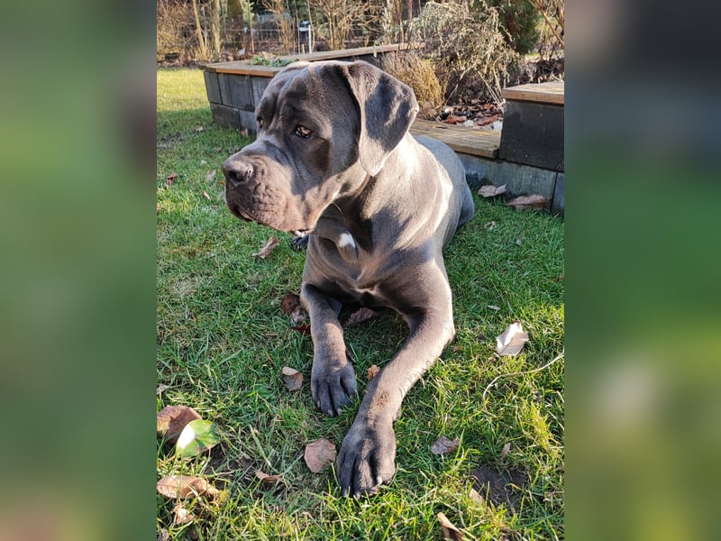 Cane Corso Rüde kastriert sucht Traumplatz