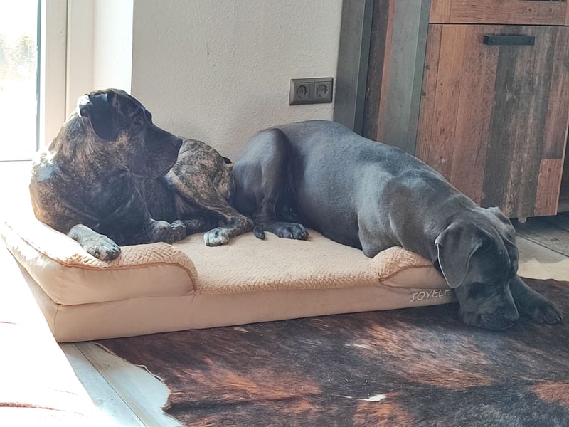 Cane Corso Rüde kastriert sucht Traumplatz