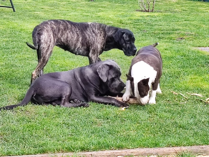 Cane Corso Rüde kastriert sucht Traumplatz