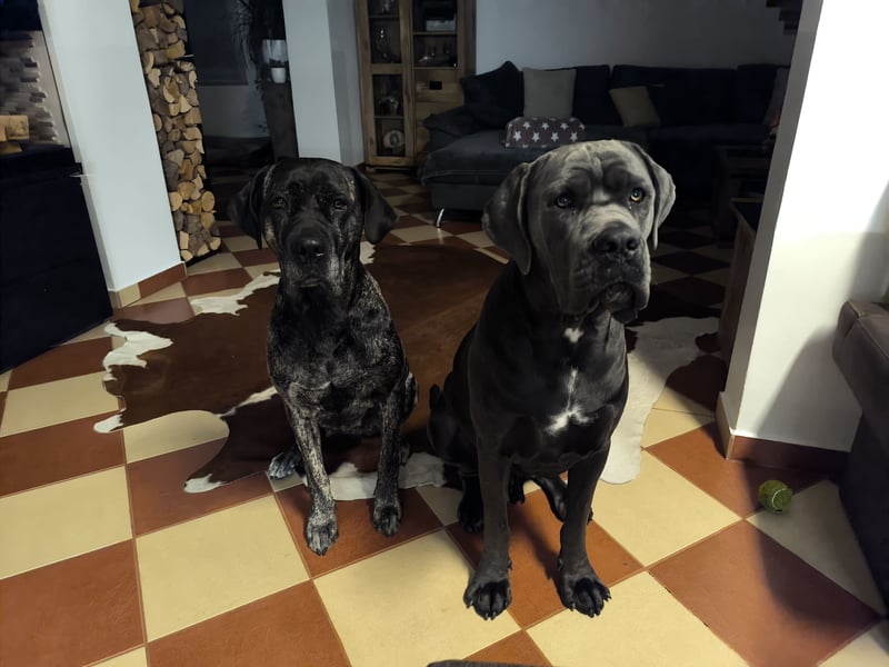 Cane Corso Rüde kastriert sucht Traumplatz