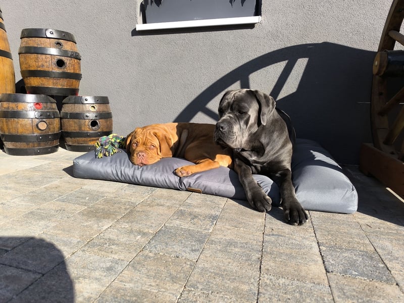 Cane Corso Rüde kastriert sucht Traumplatz