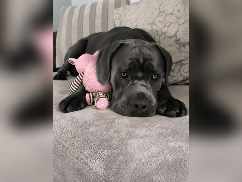 Cane Corso Rüde kastriert sucht Traumplatz