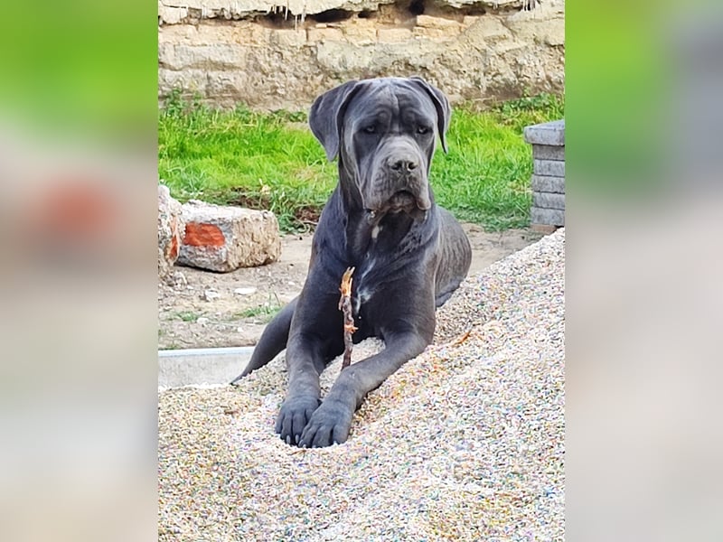 Cane Corso Rüde kastriert sucht Traumplatz