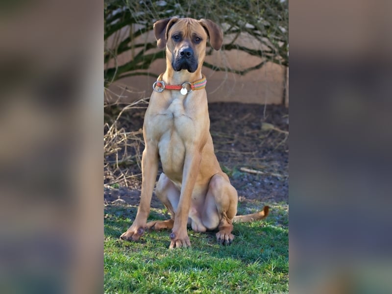 Scooby-Doo sucht seine Menschen