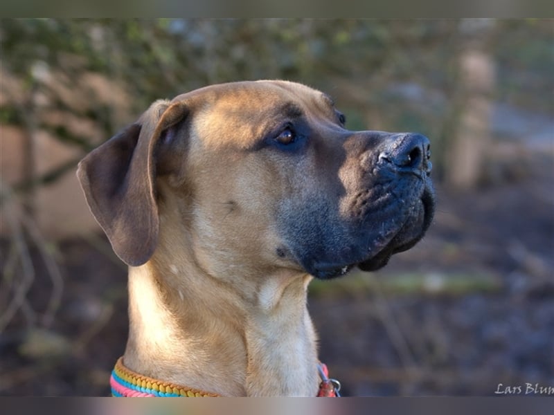 Scooby-Doo sucht seine Menschen