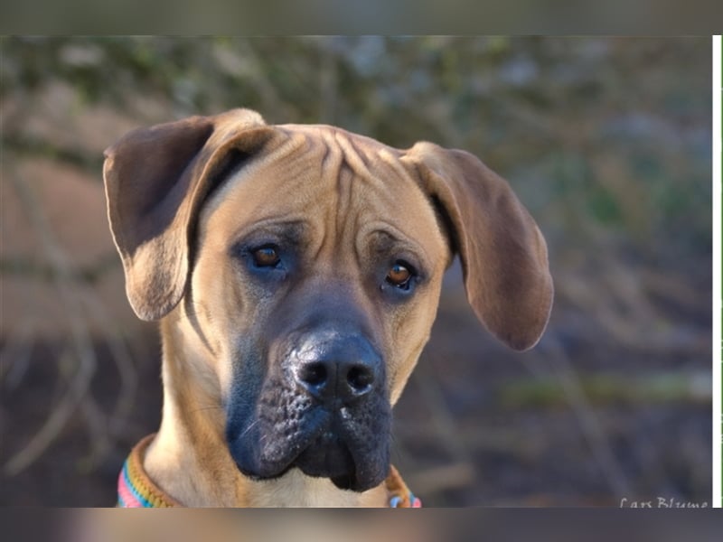 Scooby-Doo sucht seine Menschen