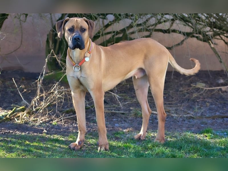 Scooby-Doo sucht seine Menschen