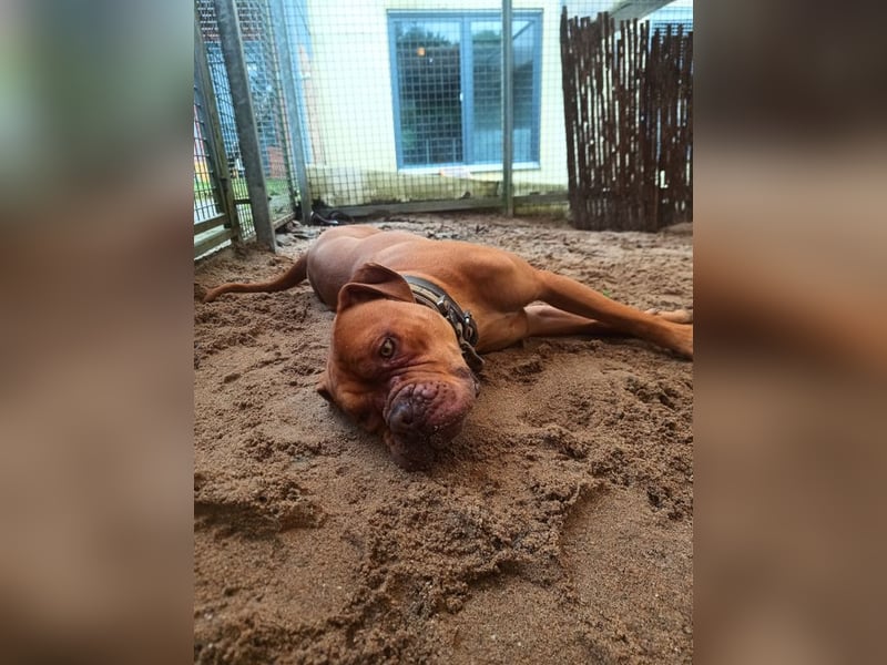 CALLI - der temperamentvolle hübsche Rüde sucht ein Für-Immer Zuhause bei hundeerfahrenen Menschen