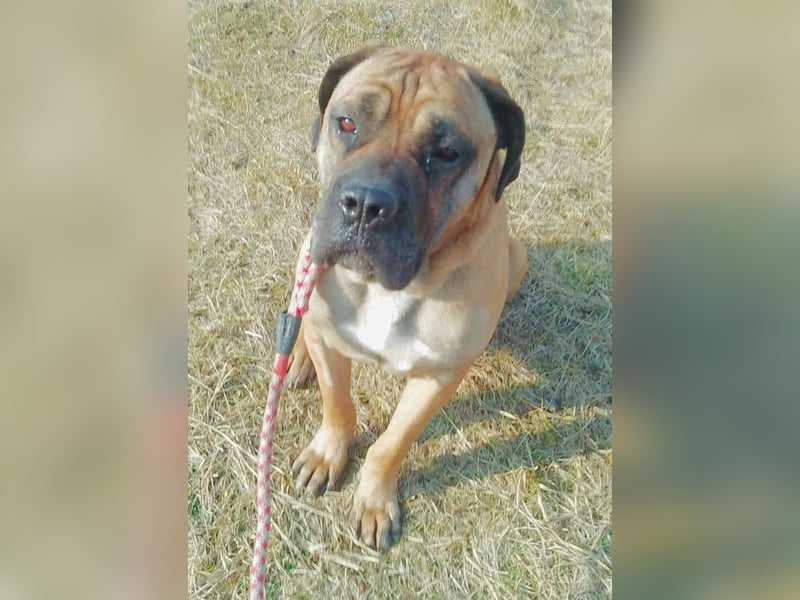 Athos - großes, liebes Körbchen gesucht