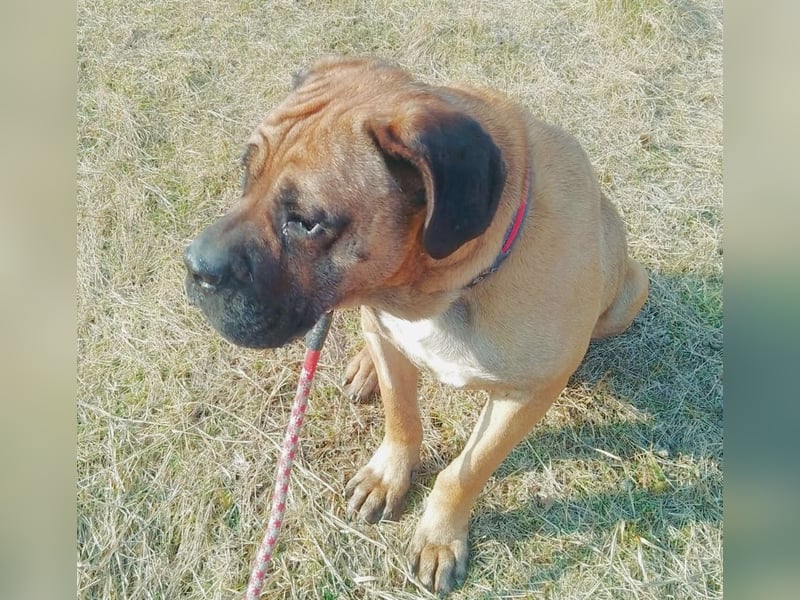 Athos - großes, liebes Körbchen gesucht