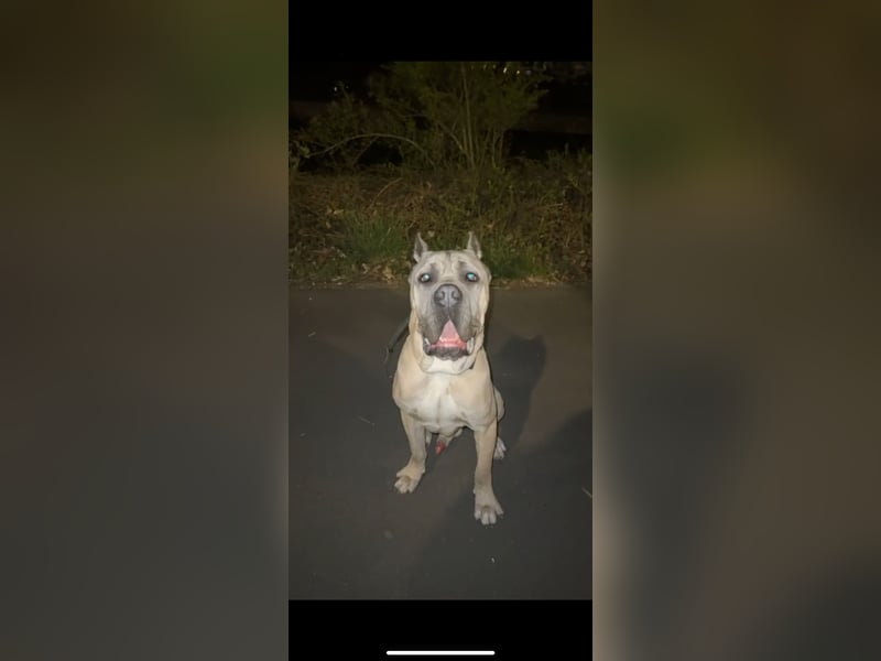 Cane corso Rüde Formentino