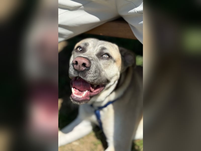 Canecorso/Kangal Deckrüde