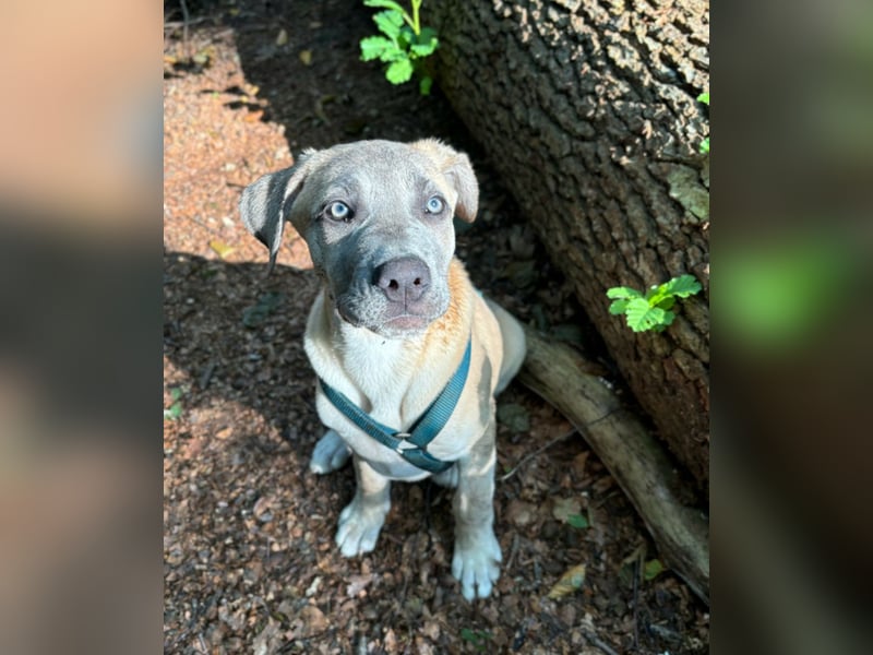 Canecorso/Kangal Deckrüde