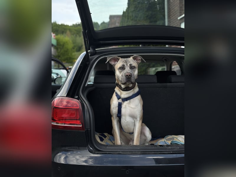 Canecorso/Kangal Deckrüde