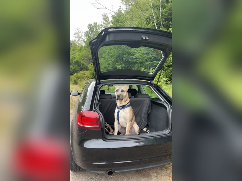 Canecorso/Kangal Deckrüde