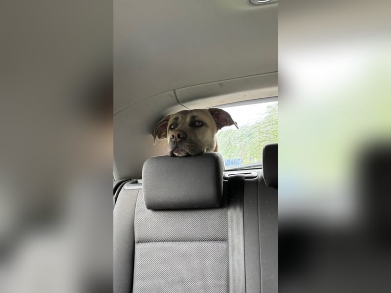 Canecorso/Kangal Deckrüde