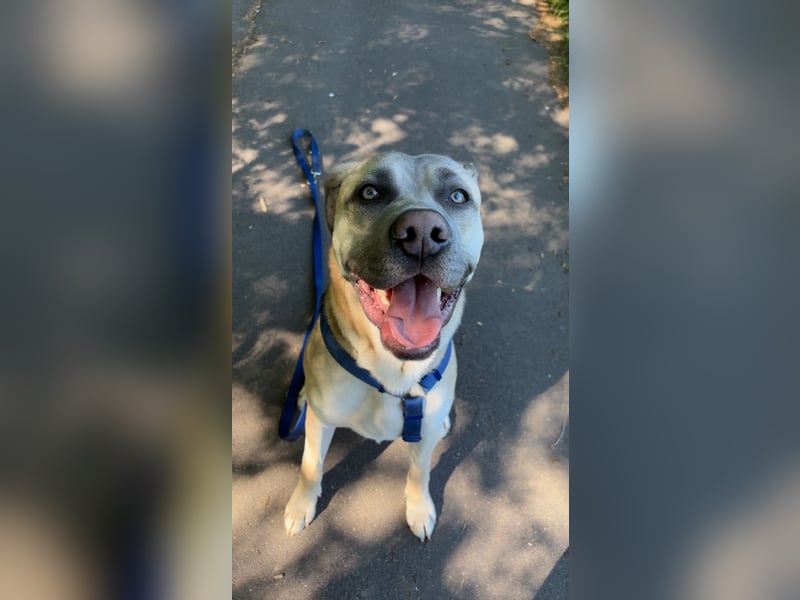 Canecorso/Kangal Deckrüde