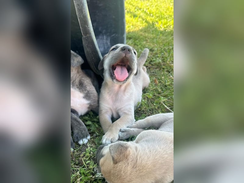 Canecorso/Kangal Deckrüde