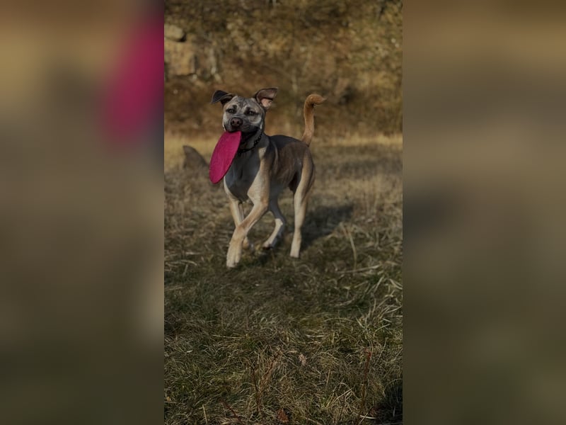 Cane Corso/Kangal Deckrüde